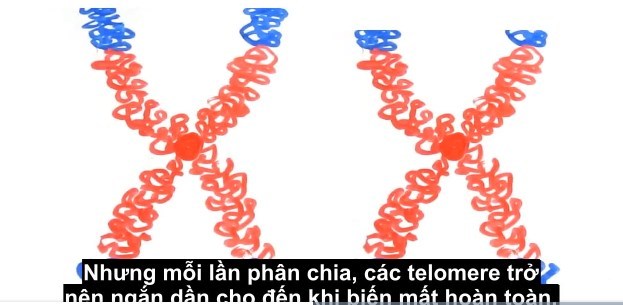 telemere-ngan-lai.jpg
