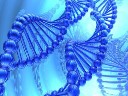 Tìm ra gien giúp con người thông minh