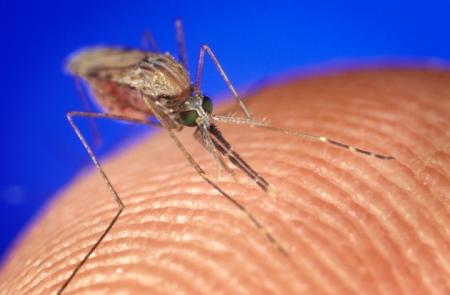 Biến đổi gen loài muỗi thành công, có thể khiến chúng tuyệt chủng