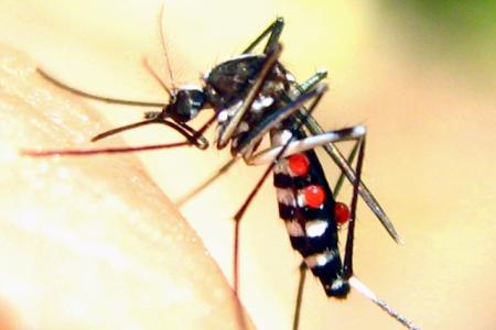 Sản xuất thành công vắc-xin sốt xuất huyết sau 20 năm nghiên cứu