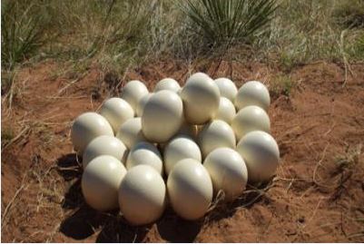 Nhật điều chế kháng thể phòng MERS từ trứng đà điểu