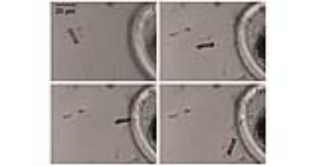 Robot tăng tốc độ bơi của tinh trùng, giảm tỷ lệ hiếm muộn