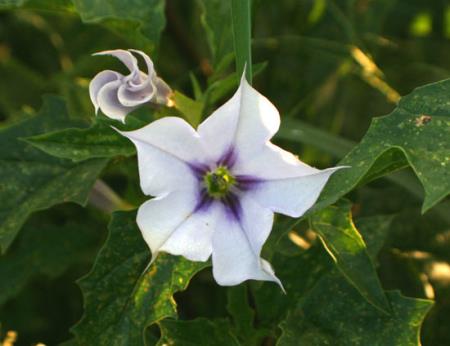 Hiểu thế nào là độc dược?