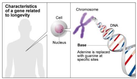​Nhật Bản phát hiện gien giúp sống lâu trăm tuổi