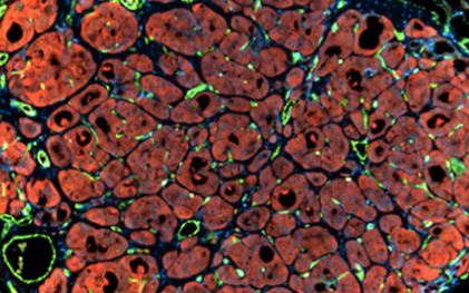 Chúng ta đã tiến gần hơn trong việc cứu người bằng gan từ phòng thí nghiệm