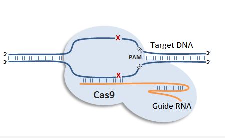 9 điều tuyệt vời con người đạt được trong năm 2017 nhờ công cụ chỉnh sửa gen CRISPR