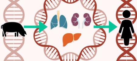 Nghiên cứu của ĐH Havard: Tạo ra cá thể heo mới để cấy nội tạng cho người