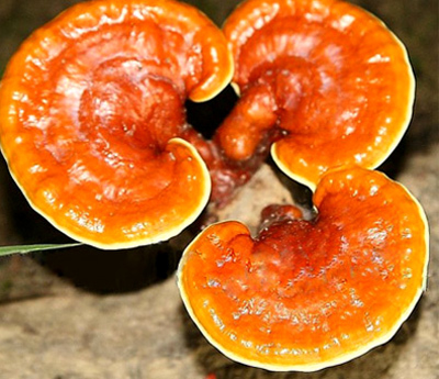 Hướng dẫn dùng nấm linh chi đúng cách