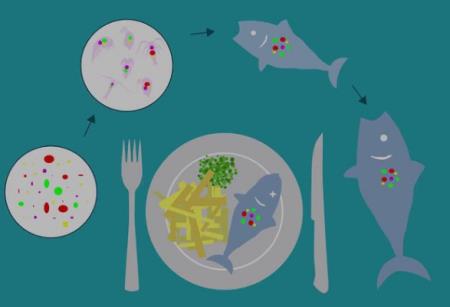 Nghiên cứu đầu tiên chứng minh cơ thể con người chúng ta đã xuất hiện hạt vi nhựa do ăn hải sản bị ô nhiễm