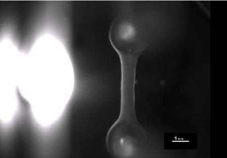 Các nhà khoa học vừa nuôi được một mô cơ tim nhân tạo đập như thật, và nó được coi là mẫu vật vô giá