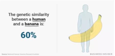 Nếu giải mã gen cơ thể, DNA của bạn sẽ giống người bên cạnh 99,9%, giống một quả chuối 60%