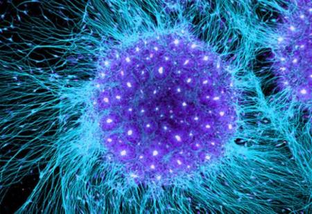 Các nhà khoa học có hình ảnh rõ ràng về một tế bào di chuyển trong cơ thể sống