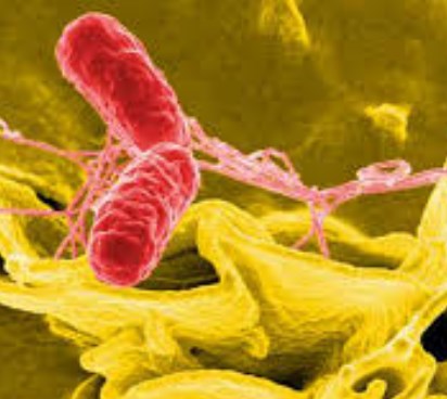 Cảnh báo 12 sản phẩm dinh dưỡng có nguy cơ nhiễm khuẩn đã nhập khẩu về VN