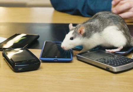 Bạn có nên để điện thoại gần mình khi ngủ không?