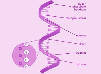 Merck và đại học Utah đã tìm thấy thuốc mới tiềm năng cho bệnh tiểu đường