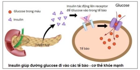 Các loại insulin trong điều trị đái tháo đường