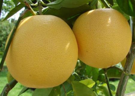 Bài thuốc từ bưởi:  thanh nhiệt, giải rượu, chữa béo phì