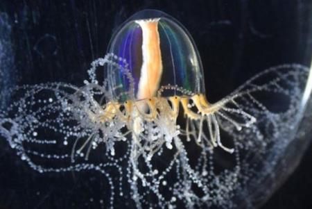 Giải mã siêu năng lực của loài sứa: Tại sao chúng có thể mọc lại phần cơ thể đã mất?