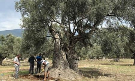 Cây olive 3.000 năm tuổi ở THỔ NHĨ KỲ vẫn ra quả