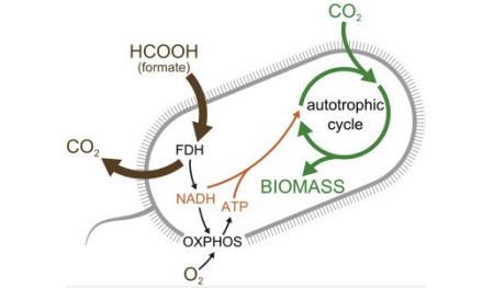 Các nhà khoa học tạo ra một chủng vi khuẩn E. coli có thể ăn khí CO2 để sống