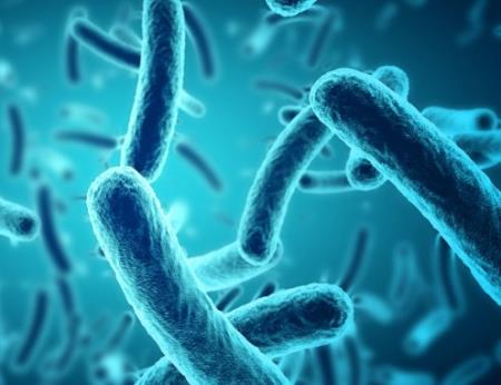 Ăn rau sống làm chúng ta dễ bị nhiễm vi Ecoli