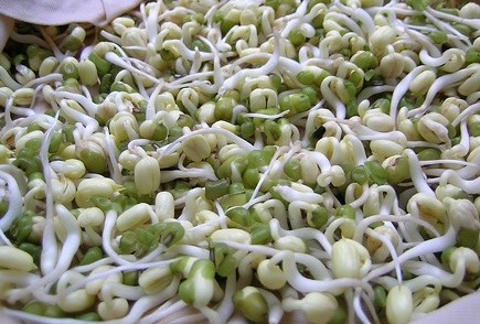 Tác dụng chữa bệnh của 3 loại mầm hạt