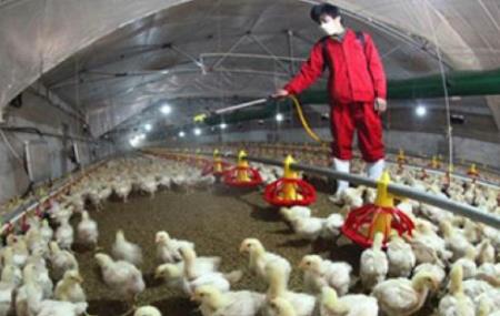 Kết quả xét nghiệm mới nhất hai ca viêm phổi nghi nhiễm cúm gia cầm dịp Tết Kỷ Hợi