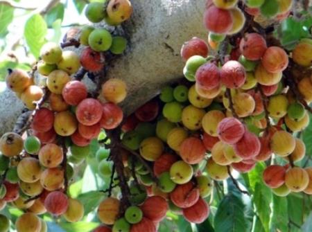 Công dụng chữa bệnh của quả sung