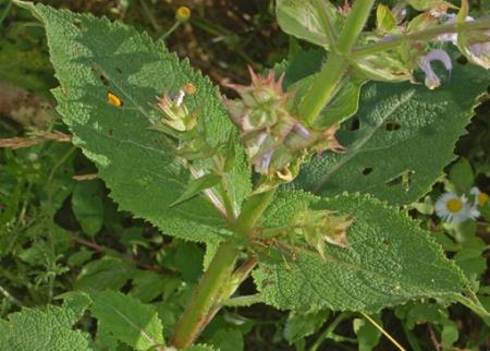 Những cây thuốc trong trị bệnh tim mạch