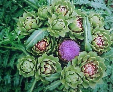 Atisô - vị thuốc nhuận gan, lợi mật