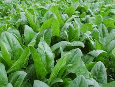 Vì sao nên bổ sung vitamin K?