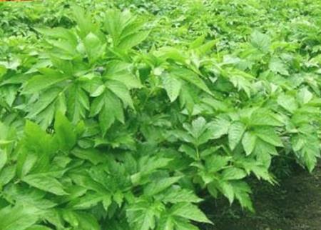 Phát hiện loại lá cây chứa chất 'cải lão hoàn đồng'