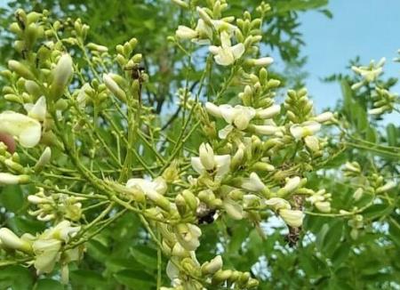 Trà dược dành cho người tăng huyết áp