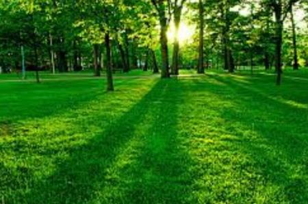 Vì sao bạn nên sống trong một không gian xanh, nhất là từ thuở nhỏ