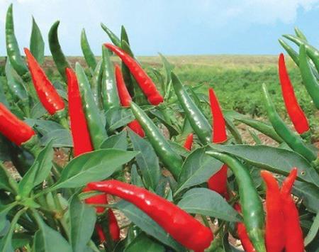 Phát hiện "khắc tinh" ung thư phổi trong loại quả này