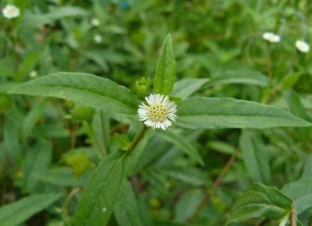 Trị sốt cao bằng cây cỏ vườn nhà