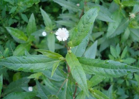 Những phương thuốc từ cỏ nhọ nồi