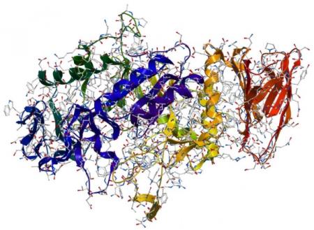 Phát hiện loại enzyme có thể giúp kéo dài sự sống