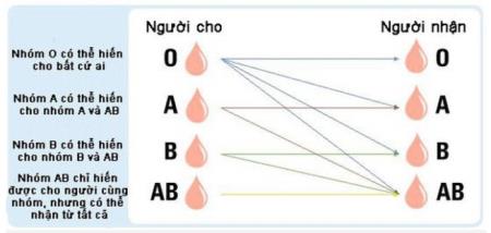 Vi khuẩn trong ruột người có thể biến máu nhóm A thành nhóm O: Tại sao đây là một đột phá quan trọng?