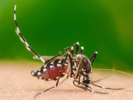 Thả 200 triệu con muỗi thí nghiệm vào tự nhiên, Trung Quốc quét sạch muỗi vằn trên 2 hòn đảo