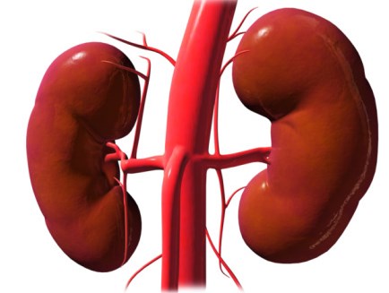 Chuyên gia cảnh báo: Rất nhiều người Việt đang "tàn phá" 2 quả thận vì sự chủ quan!