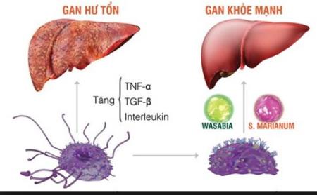 BS BV Bạch Mai khẳng định: 80% ung thư gan của người Việt là do "thủ phạm" giấu mặt này