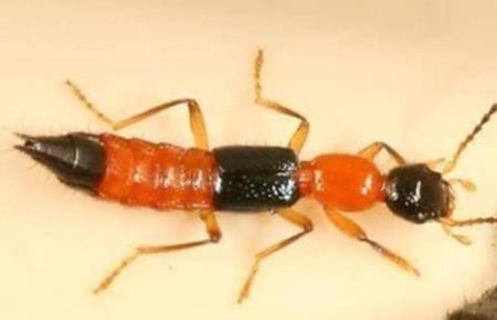 Bệnh viện ở TP.HCM xuất hiện kiến ba khoang tấn công bệnh nhân