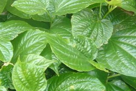 Cách chữa bệnh đổ mồ hôi chân tay bằng lá lốt cực hiệu quả