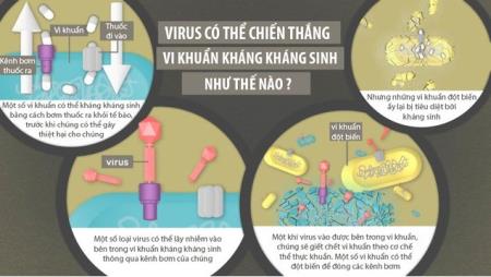 Không phải tất cả virus đều xấu, một số còn giúp chúng ta chống lại nhiễm trùng, HIV và cả ung thư