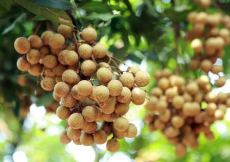 Công dụng của nhãn: giúp ăn ngon, ngủ tốt... rất nhiêu bài thuốc hay từ nhãn