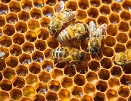 Nếu loài ong biến mất, nhân loại chỉ có thể tồn tại thêm được 4 năm?