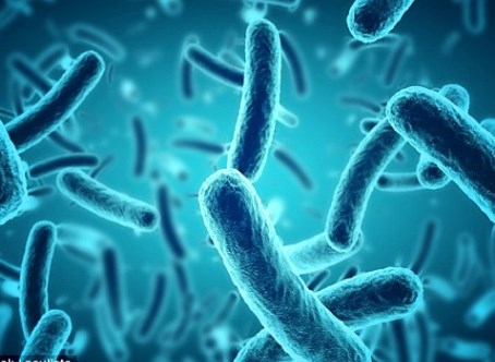 Vi khuẩn đường ruột là nguyên nhân khiến tâm trạng bạn thay đổi