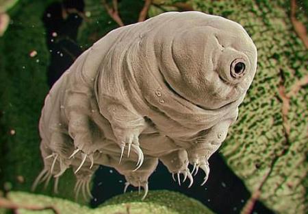 Biến đổi khí hậu: Đến sinh vật "bất tử" duy nhất trên Trái đất cũng đang bị ảnh hưởng