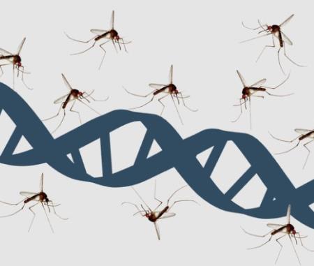 Thả muỗi biến đổi gen vào tự nhiên: Một giải pháp mạo hiểm để kiềm chế dịch bệnh